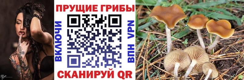 Псилоцибиновые грибы прущие грибы  Батайск 